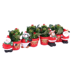 Kalanchoe rood 6 cm in kerstmix planter