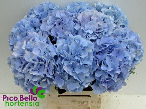 <h4>HYDR M CH VERENA BL</h4>