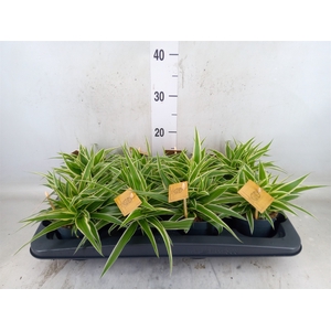 Chlorophytum com. 'Ocean'
