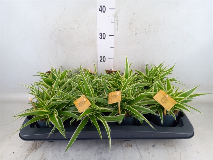 <h4>Chlorophytum com. 'Ocean'</h4>