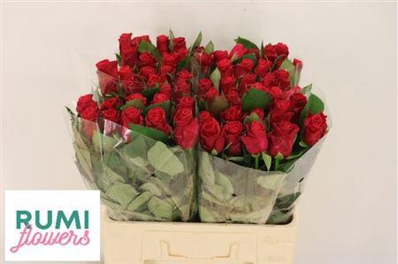 <h4>R Gr Tacazzi+</h4>