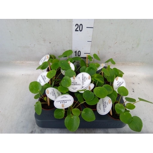 Pilea peperomioides