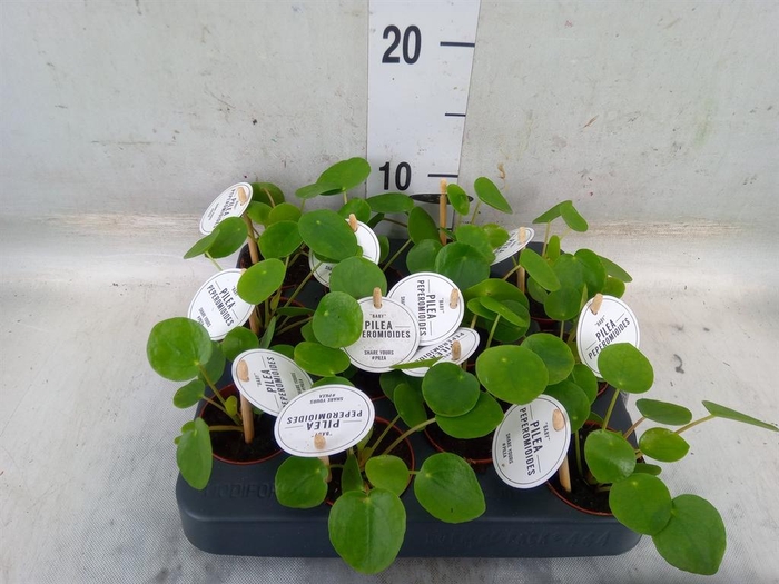 <h4>Pilea peperomioides</h4>