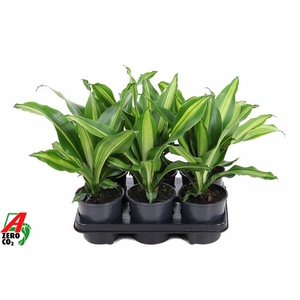 Dracaena Burley kopstek P13