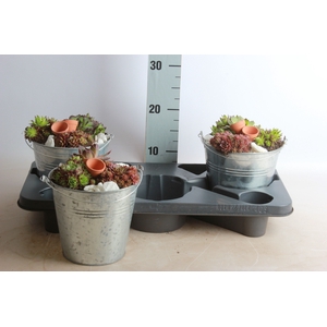ARR SEMPERVIVUM