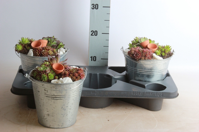 <h4>ARR SEMPERVIVUM</h4>