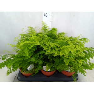 Adiantum raddi. 'Fritz-Luthi'