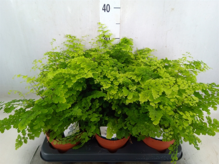 <h4>Adiantum raddi. 'Fritz-Luthi'</h4>