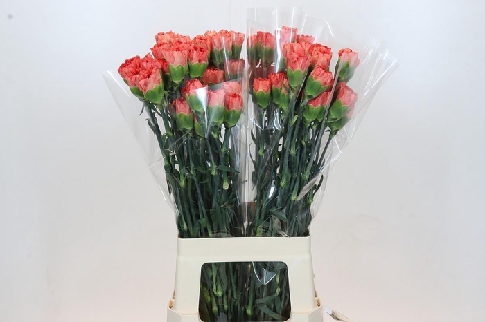 <h4>Dianthus St Arno</h4>