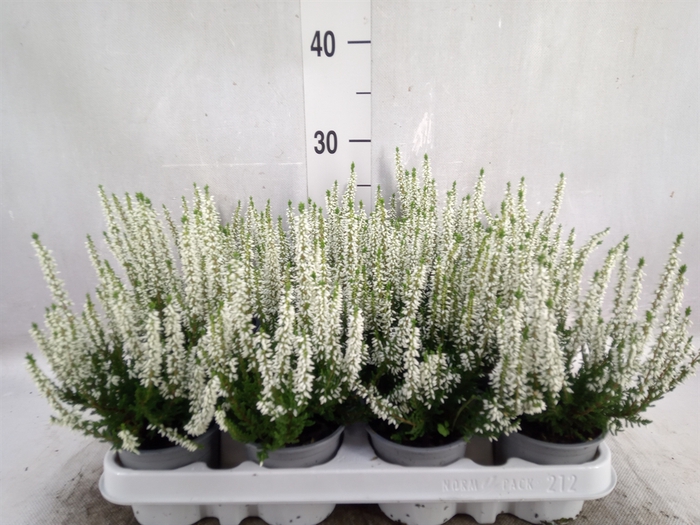 Calluna vulg. 'Beauty L Verenka'