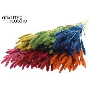 Setaria per bunch Mixed colours