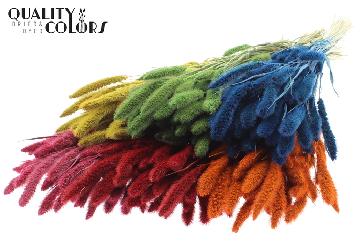 Setaria per bunch Mixed colours