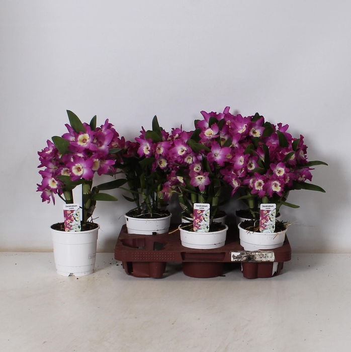 <h4>DEND NOBILE</h4>