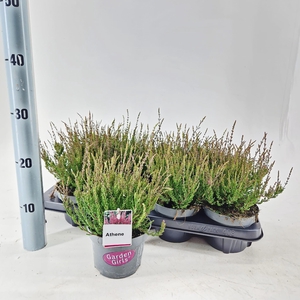 Calluna vulg. ‘Athene’ (gg) PBR