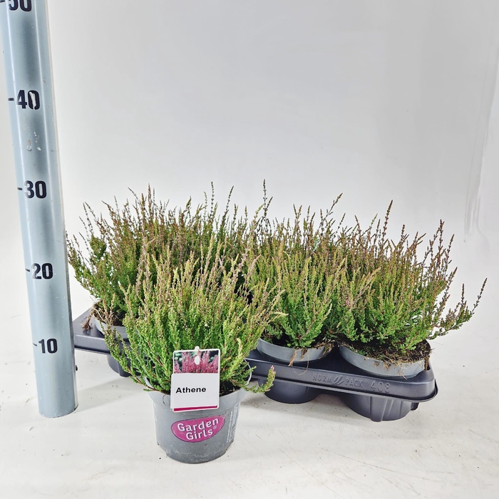 <h4>Calluna vulg. ‘Athene’ (gg) PBR</h4>