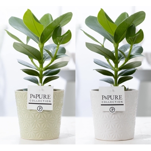 Clusia Rosea Princess in P&PURE Juliette ceramics ass. 3