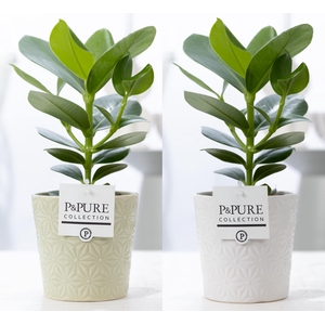 Clusia Rosea Princess in P&PURE Juliette ceramics ass. 3