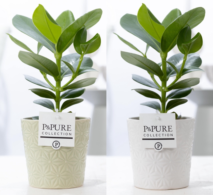 <h4>Clusia Rosea Princess in P&PURE Juliette ceramics ass. 3</h4>