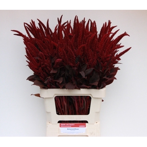 Amaranthus Cr Velvet Sjaak Van Eeden