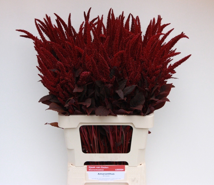 <h4>Amaranthus Cr Velvet Sjaak Van Eeden</h4>