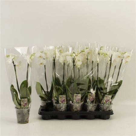 <h4>Phal Ov Wit 2 Branche 8+</h4>