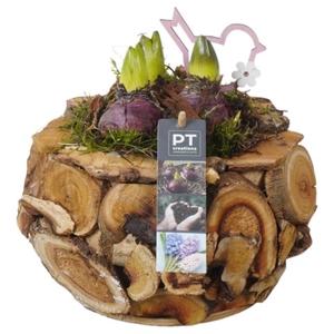 PTHC6003 Arrangementen Hyacinthus