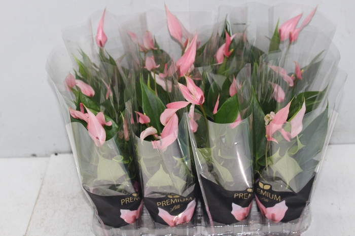 <h4>ANTHURIUM LILLI P09 PREMIUM</h4>