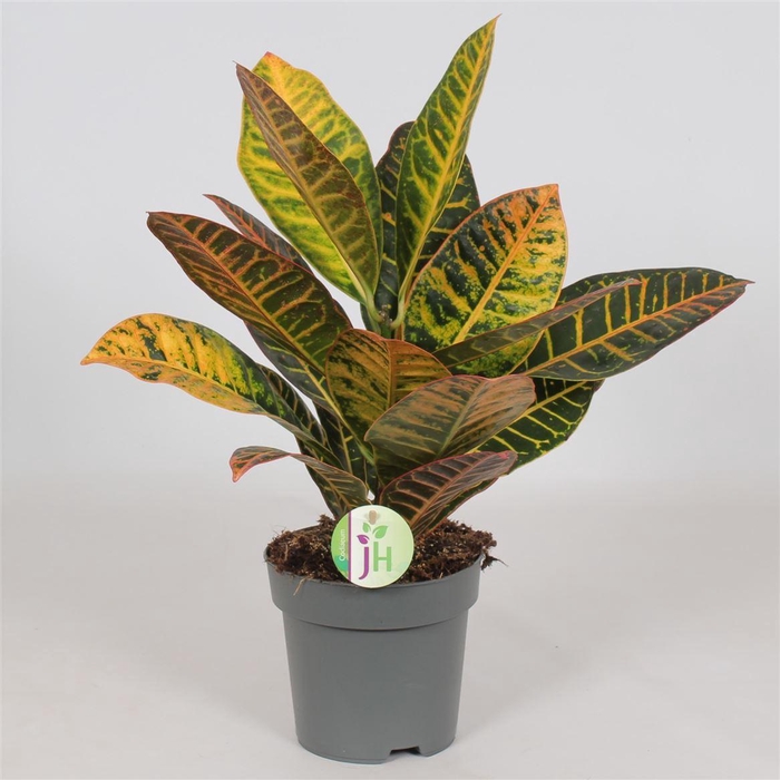 <h4>Codiaeum 'petra'</h4>