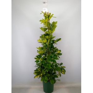 Schefflera arbor. 'Dalton'