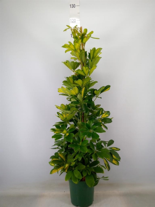 <h4>Schefflera arbor. 'Dalton'</h4>