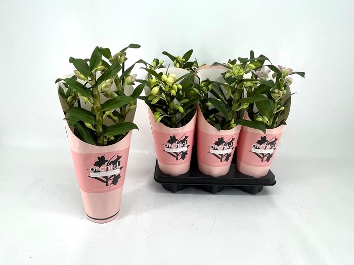 <h4>DENDR N GEM</h4>