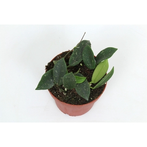 Hoya Thomsonii 12 cm