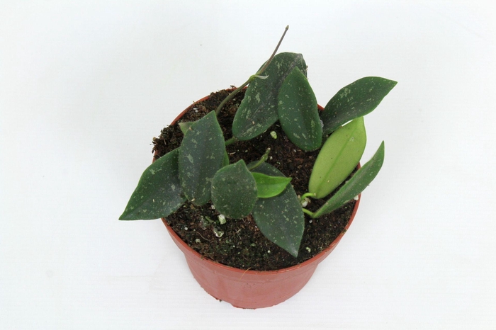 <h4>Hoya Thomsonii 12 cm</h4>