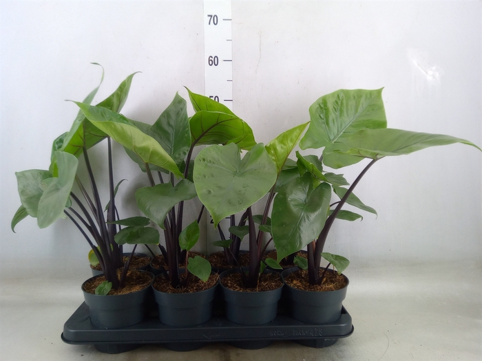 <h4>Alocasia  'Black Cobra'</h4>