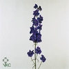 DELPH RIDDERSP DNK BLAUW