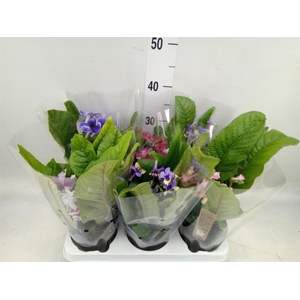 Streptocarpus ...mix