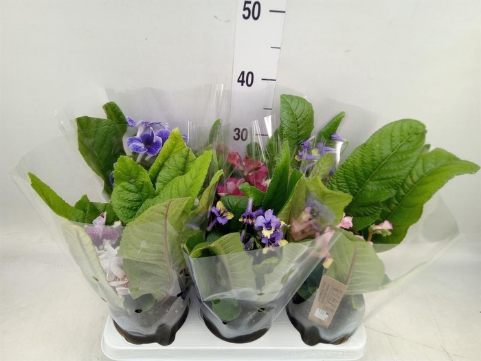 <h4>Streptocarpus ...mix</h4>
