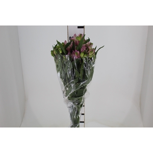 ALSTROEMERIA TAHITI 080 CM