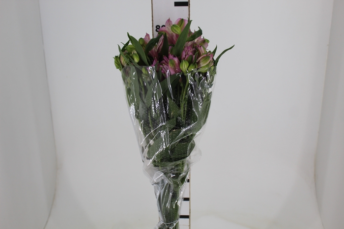 <h4>ALSTROEMERIA TAHITI 080 CM</h4>