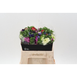 Anem Levante Gemengd