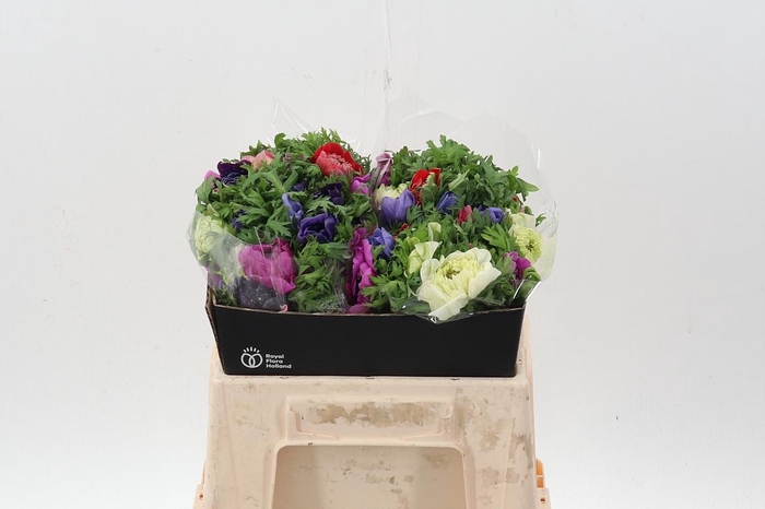 <h4>Anem Levante Gemengd</h4>