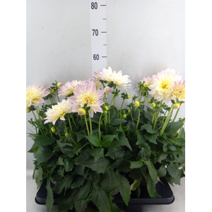 Dahlia DE 'Labella Magg Fun Pastel'