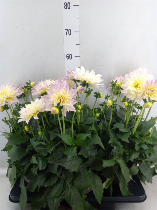 <h4>Dahlia DE 'Labella Magg Fun Pastel'</h4>