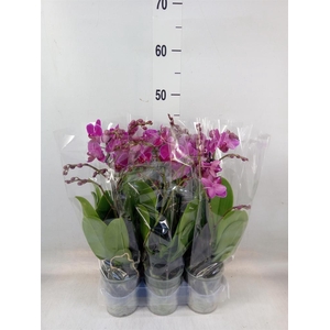 Phalaenopsis multi.   ...