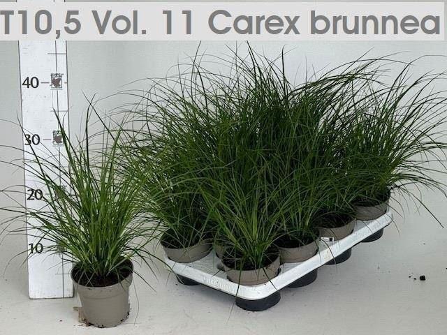 <h4>Carex brunnea</h4>