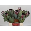 Protea African Didi