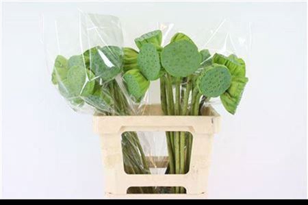 <h4>Nelumbo Nucifera</h4>