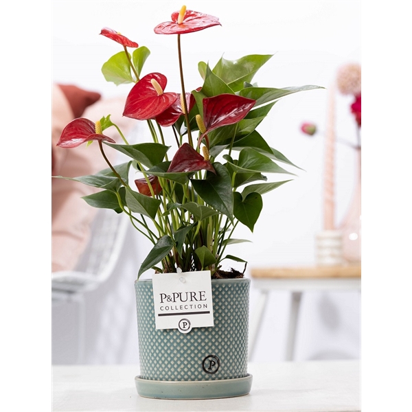 <h4>Anthurium red (Micra) in P&PURE Lauren ceramics</h4>