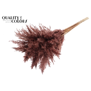 Pampas Grass 70cm 10st/bunch Brown