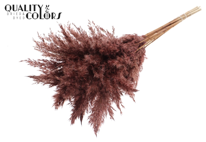 <h4>Pampas Grass 70cm 10st/bunch Brown</h4>